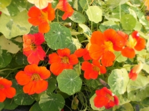 金蓮花開花(Nasturtium)