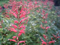 鳳梨鼠尾草(Pineapple Sage)