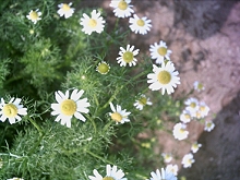 德國甘菊(Annual Chamomile)