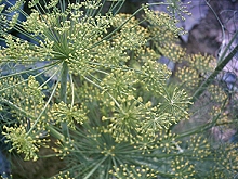 蒔蘿(Dill) 