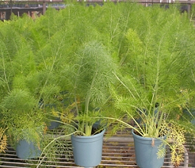 茴香(Fennel)