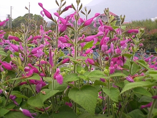 水果鼠尾草(Fruit Sage)