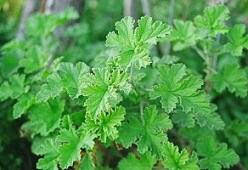 玫瑰天竺葵(Rose Geranium)