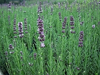 薰衣草(lavender)