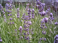 狹葉薰衣草lavender