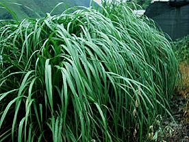 檸檬香茅(lemon Grass)