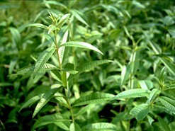 檸檬馬鞭草(lemon Verbena)