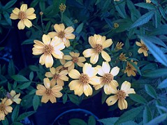 芳香萬壽菊(Marigold)