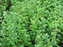 馬郁蘭(Marjoram)