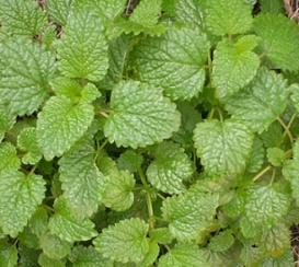 香蜂草(Lemon Balm)