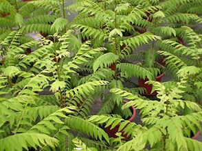 綠咖哩樹(可因氏月橘/Curry leaf)