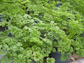 荷蘭芹(Parsley) 